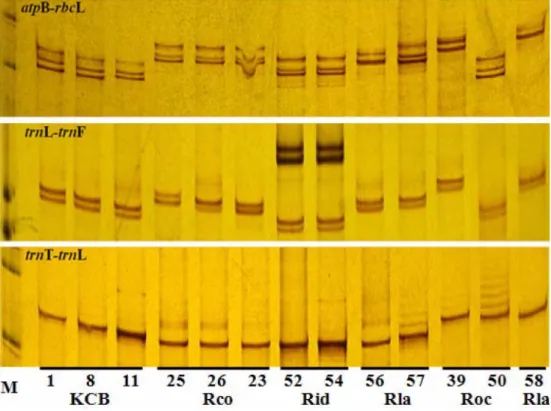 Fig. 2.  Single Strand Conformational Polymorphism (SSCP) analyses for the amplified DNA fragments of the three chloroplastid regions.