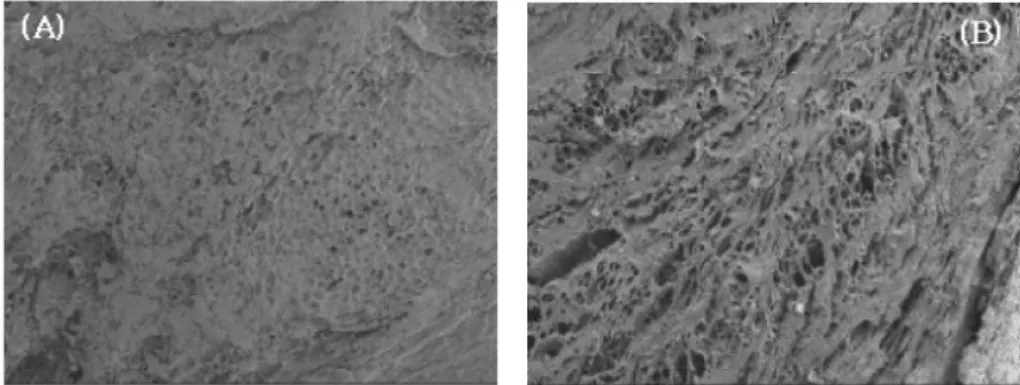 Fig. 7.  Scanning electron microphotographs of the surface of  Acer mono  wood after treating high pressure process for 15 minutes and only water extract