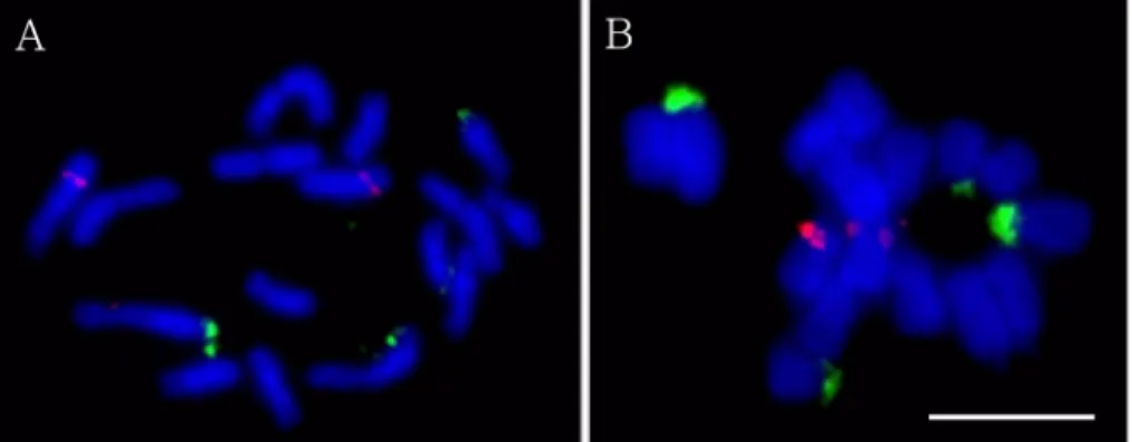 Fig. 3.  Bicolor FISH pattern of the metaphase chromosomes of  C. minima  using both 5S (red) and 45S (green) rDNA genes