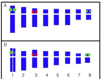 Fig. 5.  Ideogram of the physical location of 5S (red) and 45S (green) loci. A,  C. minima ; B,  C