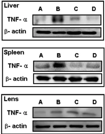 Fig. 2.  Expression of TNF- α  protein by western blotting in the liver, spleen and lens