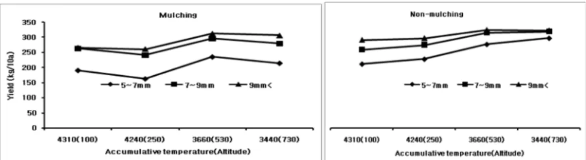 Fig. 4.  Response of accumulative temperature and root yield according to cultivation at the different altitude and seedling size in  A