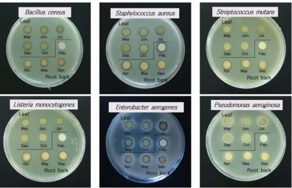 Table 4.  Antimicrobial activity of methanol extracts from ripe fruit of Cudrania tricuspidata against Staphylococcus aureus