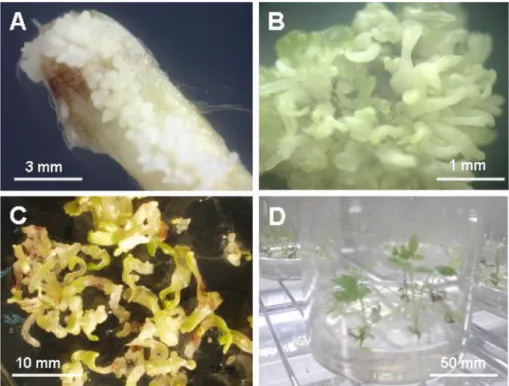 Fig. 1.  Direct somatic embryogenesis from mature zygotic embryos. (A) Direct somatic embryos from a zygotic embryo cultured on growth regulator-free MS medium