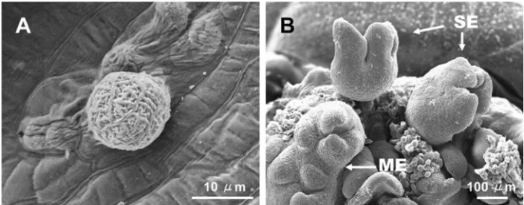 Fig. 2.  Scanning electron microscope photographs of somatic embryos. (A) A single cell shown to globular stage of embryo
