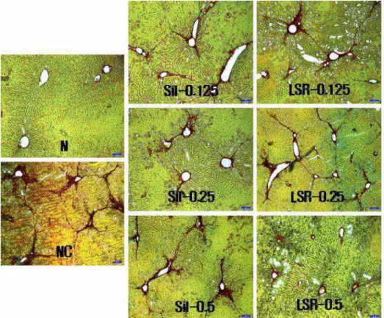 Fig. 3.  Effect of LSR on total collagen content of fibrosis-induced liver of rat. Total collagen content was indicated as  L-hydroxyproline