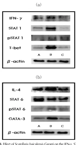 Fig. 3.  Effect of  Scutellaria baicalensis  Georgi on the IFN- γ , STAT1, pSTAT1 and T-bet expression in Liver