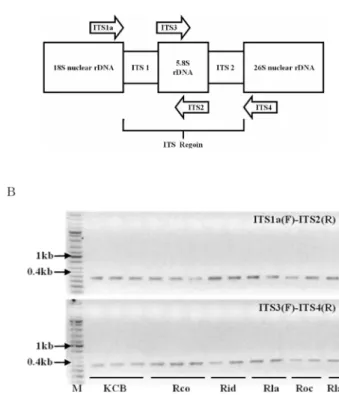 Fig. 1 . Nuclear ribosomal DNA regions sampled (A) and DNA fragments amplified from the targeted internal transcribed sequences(ITS) (B)