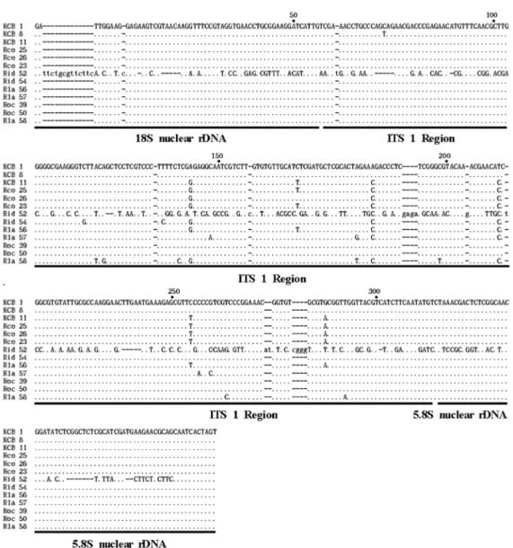 Fig. 2 . Aligned DNA sequence of the ITS 1 (A) and ITS 2 (B) regions in nuclear ribosomal DNA for thirteen accessions of  Abbreviated names for each  Rubus  accession are the same as in Table 1