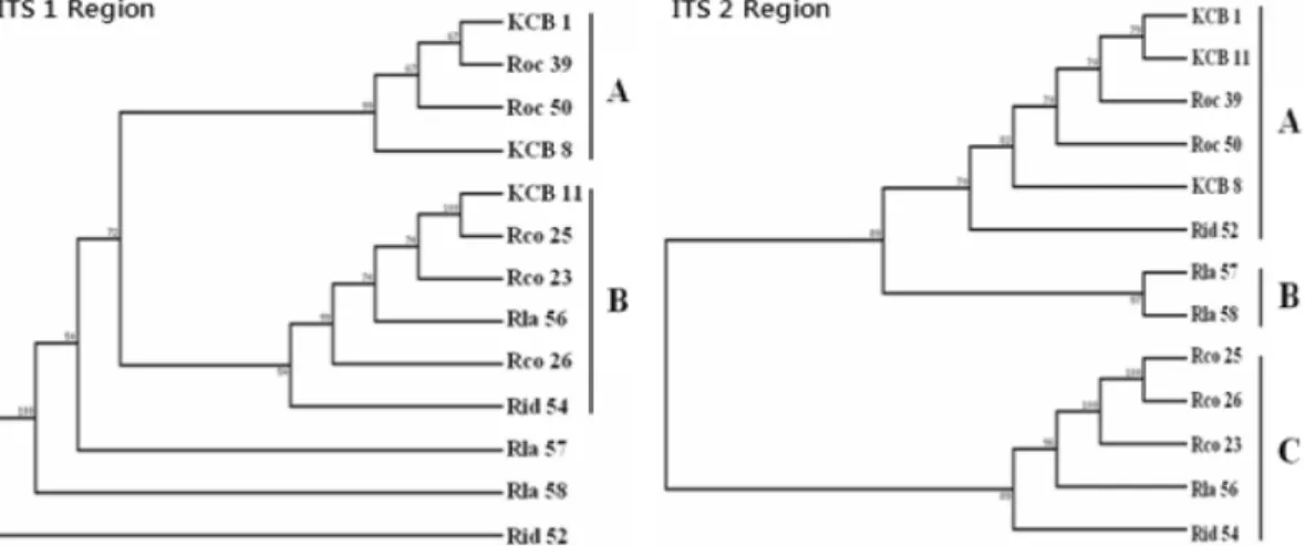 Fig. 3.  Phylogenetic relationships of 13  Rubus  species based on the nucleotide sequences of the ITS 1 and ITS 2 region