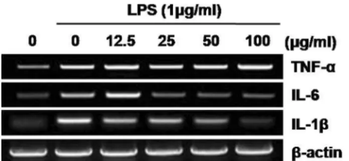 Fig. 3.  Inhibitory effect of  H. lancifolia  extract on LPS induced inflammatory cytokines mRNA level