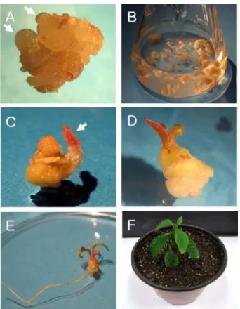 Fig. 2.  Plantlets regeneration from embryogenic callus of  C.