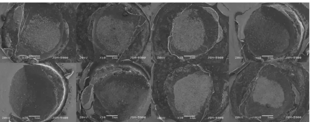 Fig. 10. SEM micrographs of ZRR group after shear bond strength test(magnifigation x18)