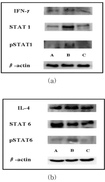 Fig. 1.  Effect of  Phellinus linteus  on the TNF- α  expression in Spleen. Expression of TNF- α  protein was determined by western blotting