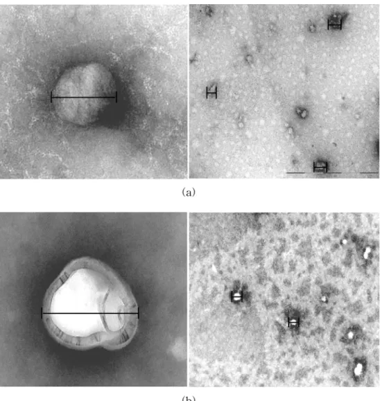 Fig. 1.  The nanoparticles of (a) lecithin and (b) gelatine by TEM. 
