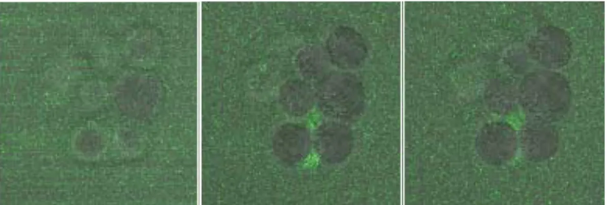 Fig. 7 은   1 시간에 걸쳐  real time 으로 매   5 분씩  confocal  현 미경을 이용해 찍은 사진으로서 ,  나타난 면역세포에서 복분자 추출물 나노 입자의 침투정도를 확인할 수 있다 