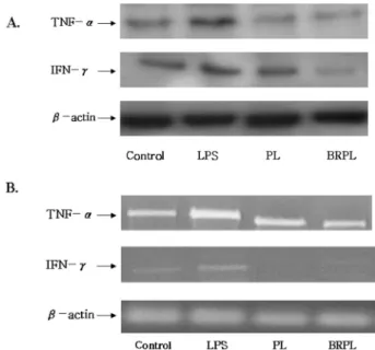 Fig. 3. Effect of PL and BRPL on the protein and mRNA expression fo iNOS in LPS-stimulated RAW 264.7 cells.