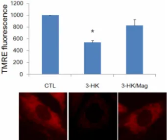 Fig. 4.  Effect of pre-treatment with magnolol on mitochondrial membrane potential (MMP) in SH-SY5Y cells treated with 3-HK of 250 µ M