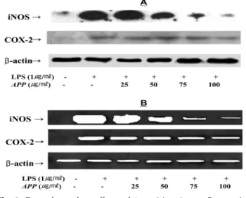 Fig. 3.  Dose dependent effects of  on LPS-induced iNOS or COX-2 protein and mRNA Artemisia princeps  Pampanini expression in RAW 264.7 cells.