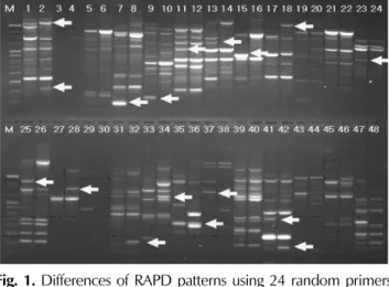 Fig. 2 의  10 base 인  OPC 08 primer 를 이용한  PCR  결과 ,