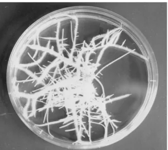 Fig. 1.  Hairy root clone of  T. kirilowii  cultured on hormone-free MS medium.