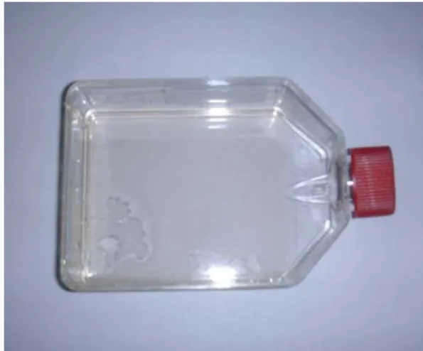 Fig. 1. Osteoblast cell line