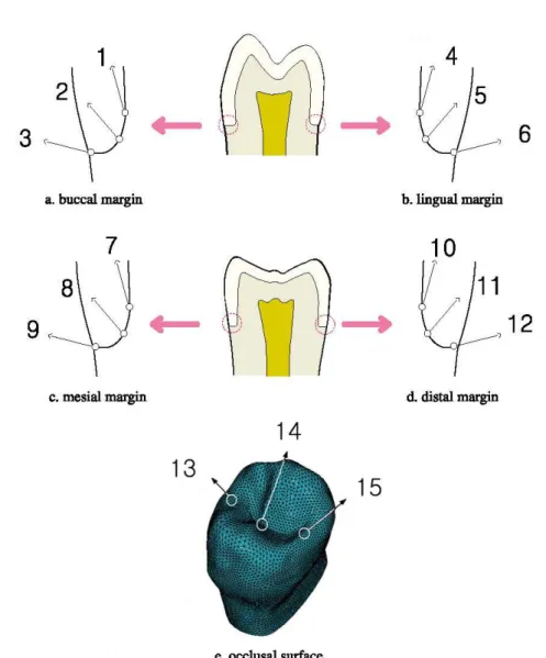 Fig. 5. The reference points at each margin and occlusal surface.