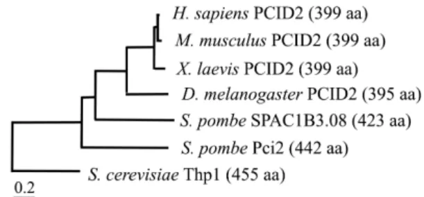 Fig. 1. Phylogenetic tree of PCID2/Thp1 proteins. Neighbor-joining  phylogenetic tree is constructed by COBALT program on NCBI, based on  amino acid sequences of PCID2/Thp1 from selected organisms, such as  human (Homo sapiens, NP_001307585.1), mouse (Mus 