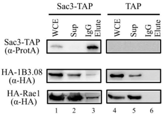 Fig. 3. Physical interaction of SPAC1B3.08 with Sac3 in S.  pombe  extracts. The cells expressing Sac3-TAP (lanes 1~3) and TAP as a control  (lanes 4~6) were transformed with HA-1B3.08 or HA-Rae1 plasmids