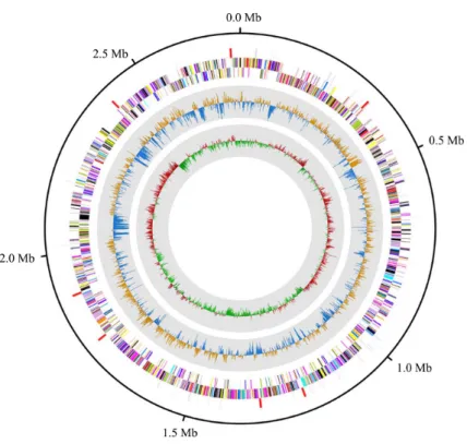 Fig. 1. Graphical circular map of Senegalimassilia sp. KGMB 04484. Marked characteristics are shown from outside to the center; coding DNA sequences  (CDS) on forward strand, CDS on reverse strand, tRNA, rRNA, GC content, and GC skew.