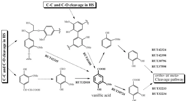 Fig. 1. Proposed HS-degradative pathway by Pseudomonas sp. PAMC 29040. Dotted and solid lines represent multi-step reactions by different enzymes and  one-step reactions by one enzyme, respectively