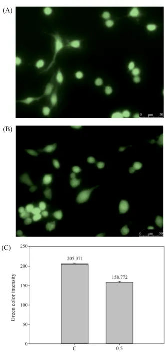 Fig. 3. NO assay. MCF 7 cells were treated with 0.5 mg/ml fermented  soybean extract for 1 day (0.5)