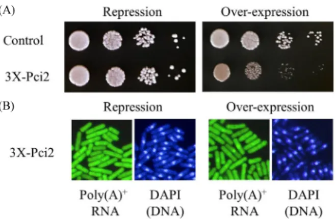 Fig. 2. Over-expression of  pci2 cause slight growth retardation and the  defects in mRNA export