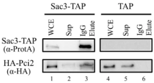 Fig. 3. Physical interaction of Pci2 with Sac3 in  S. pombe extracts. The  cells expressing Sac3-TAP (lanes 1~3) and TAP as a control (lanes 4~6)  were transformed with HA-Pci2 plasmids