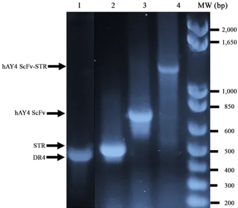Fig. 1. DNA gel analysis of DR4, Streptavidin, hAY4 ScFv and hAY4 ScFv-STR genes cloned into pUC 119 expression vector