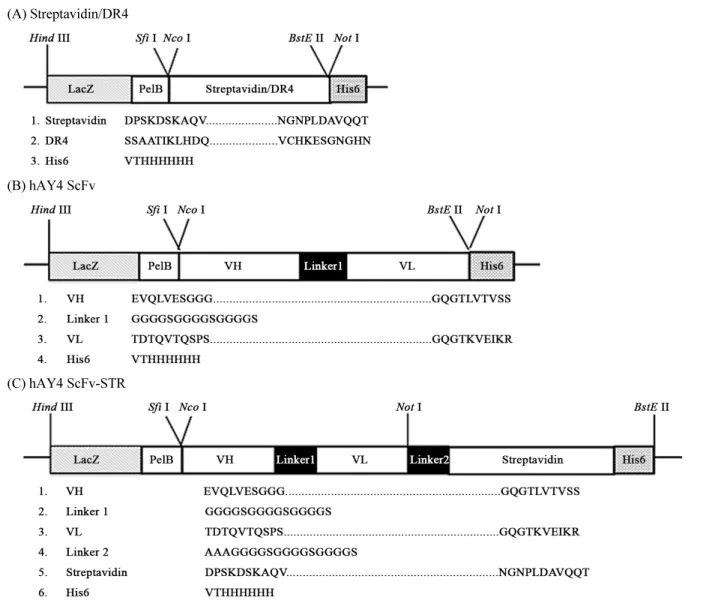 Fig. 2. Plasmid construction of Streptavidin, DR4, hAY4 ScFv and hAY4 hAY4-STR. Streptavidin/DR4 (A), hAY4 ScFv (B) and The hAY ScFv-STR (C)  were constructed in pUC 119 expression vector containing a lacZ promoter, 5 ′-PelB leader sequence and 3′ hexahist