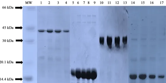 Fig. 3. SDS-PAGE analysis of soluble proteins expressed in  E. coli. The hAY4 ScFv-STR (lanes 1~4), Streptavidin (lanes 5~9), hAY4 ScFv (lanes 10~13)  and DR4 (lanes 14~17) expressed in E