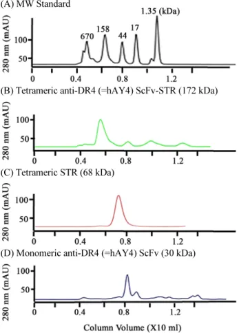 Fig. 5. Size exclusion chromatography (SEC). Purified hAY4 ScFv-STR  (B), STR (C), and hAY4 ScFv (D) were loaded onto a Superdex 200  increase 20/300 GL column