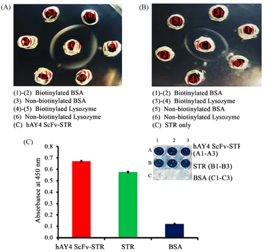 Fig. 6. Ouchterlony assay and ELISA analysis to determine Biotin binding activity of Streptavidin and hAY4 ScFv-STR