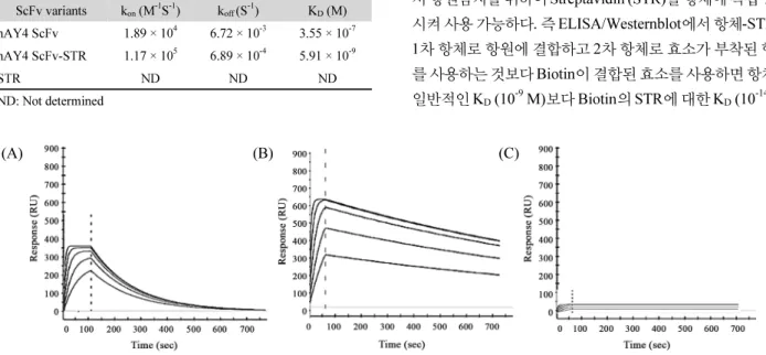 Fig. 8. Surface plasmon resonance (SPR) analysis of hAY4 ScFv, STR and hAY4 ScFv-STR. Surface plasmon resonance sensograms were obtained from  injections of serially diluted hAY4 ScFv (A), hAY4 ScFv-STR (B) and STR (C) at 0.3, 0.15, 0.075, 0.0375, and 0.01