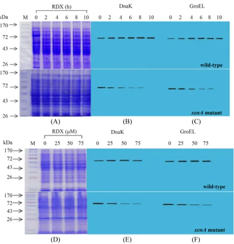 Fig. 4. Induction of stress shock proteins (SSPs) in wild-type and xenA mutant Pseudomonas sp