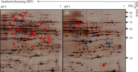 Fig. 6. 2-DE patterns of total proteins in wild-type (A) and xenA mutant (B) of Pseudomonas sp