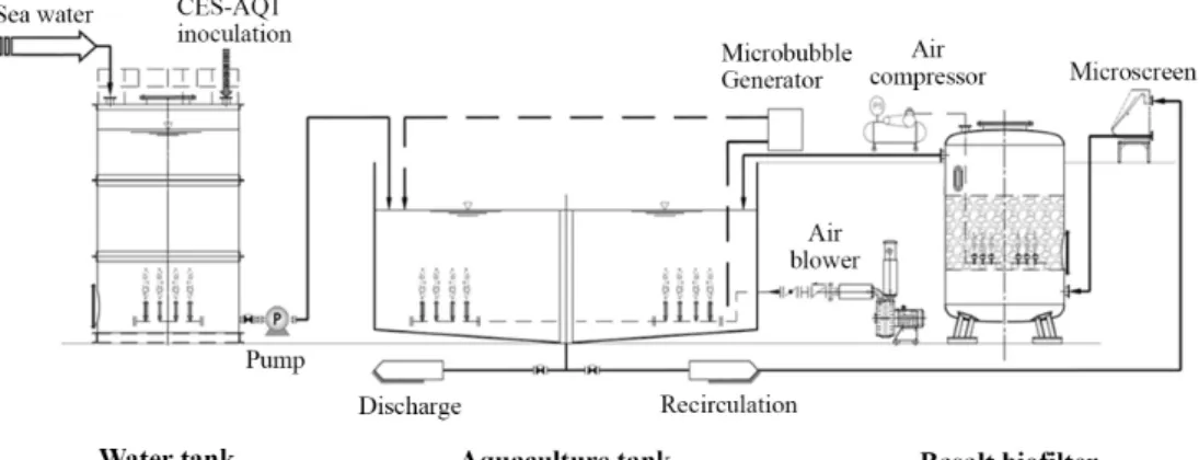 Fig. 1. Schematic of the recirculating aquaculture system (RAS) used in this study.
