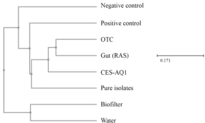 Fig. 5. Unifrac UPGMA clustering analysis of the microbial community  structures in the guts of fish fed various experiment diets (OTC, Pure  isolates, and CES-AQ1) and the guts of fish, as well as the water and  biofilter, in the RAS (RAS)