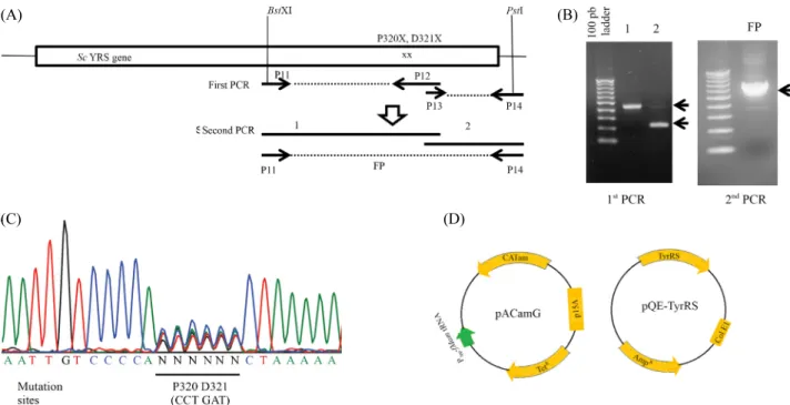 Fig. 1. Generation of a random mutation library of  Sc YRS at P320 and D321 residues. (A) Strategy for library construction by PCR
