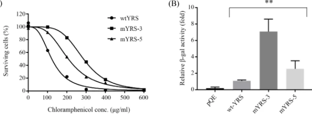 Table 1. Amino acid sequences of mutant YRS and their IC 50  values of  chloramphenicol