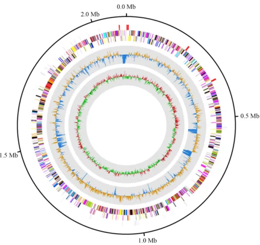 Fig. 1.  Graphical circular map of Olsenella sp. KGMB 04489. Marked characteristics are shown from outside to the center; coding DNA sequences (CDS)  on forward strand, CDS on reverse strand, tRNA, rRNA, GC content, and GC skew.