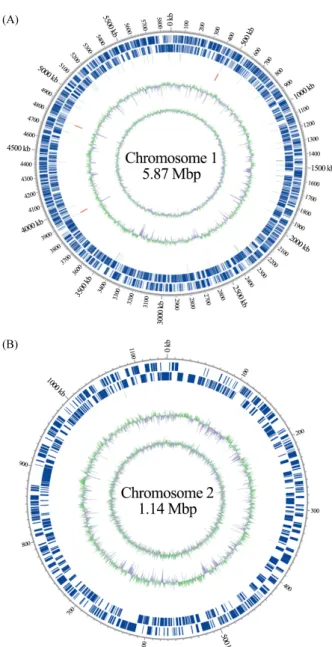 Fig. 1. Circular maps of chromosomes 1 (A) and 2 (B) of  Variovorax sp. 