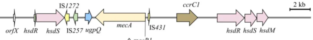 Table 1.  Genome features of Staphylococcus epidermidis Z0117SE0041