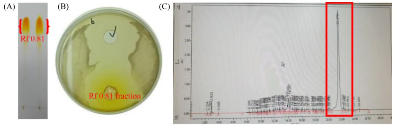 Fig. 2. TLC (A), antimicrobial activity (B), and HPLC chromatogram of anthracyclic antibiotics of S